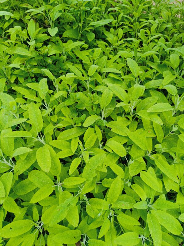 🌿 Sauge Officinale Fait Maison : Purification, Protection et Guérison