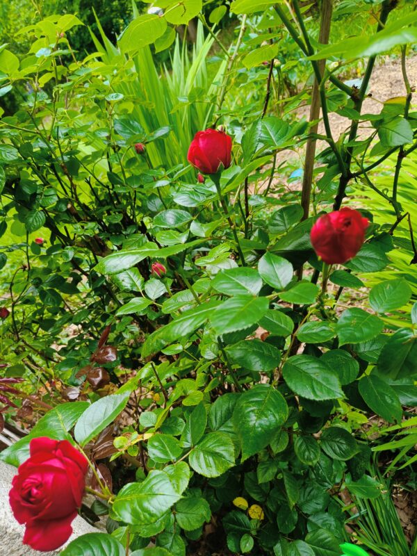roses rouges
