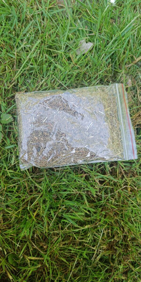 🌿 Potentille – L’Herbe des Cinq Pouvoirs